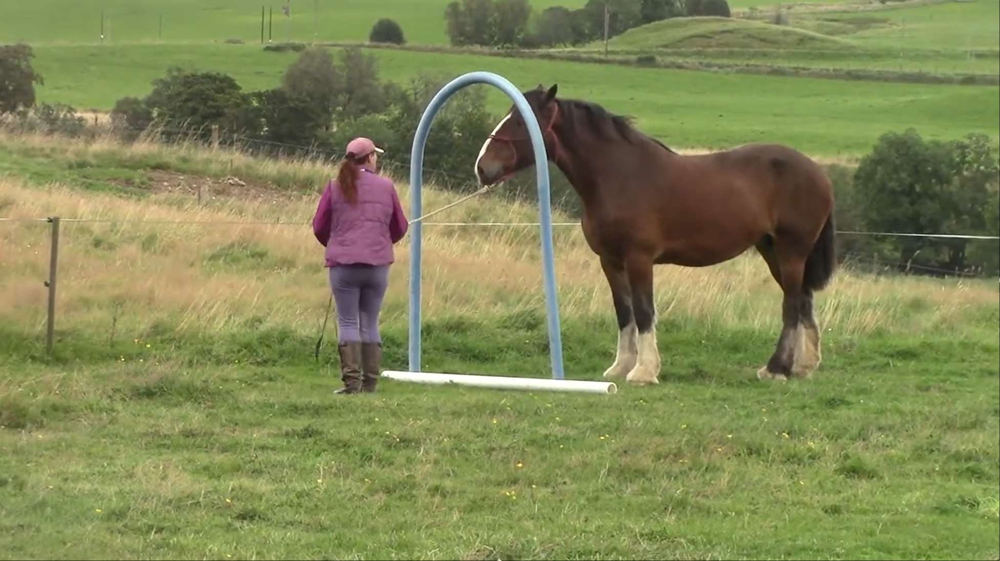 Bella's Agility